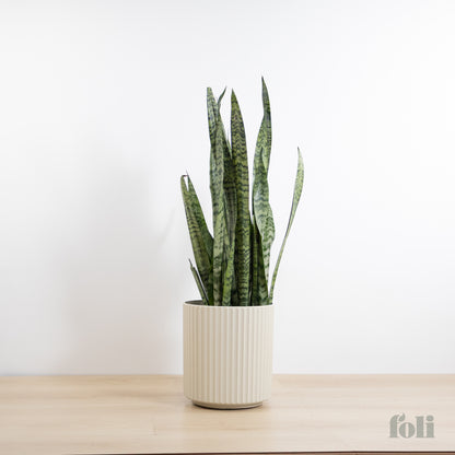 Snake Plant