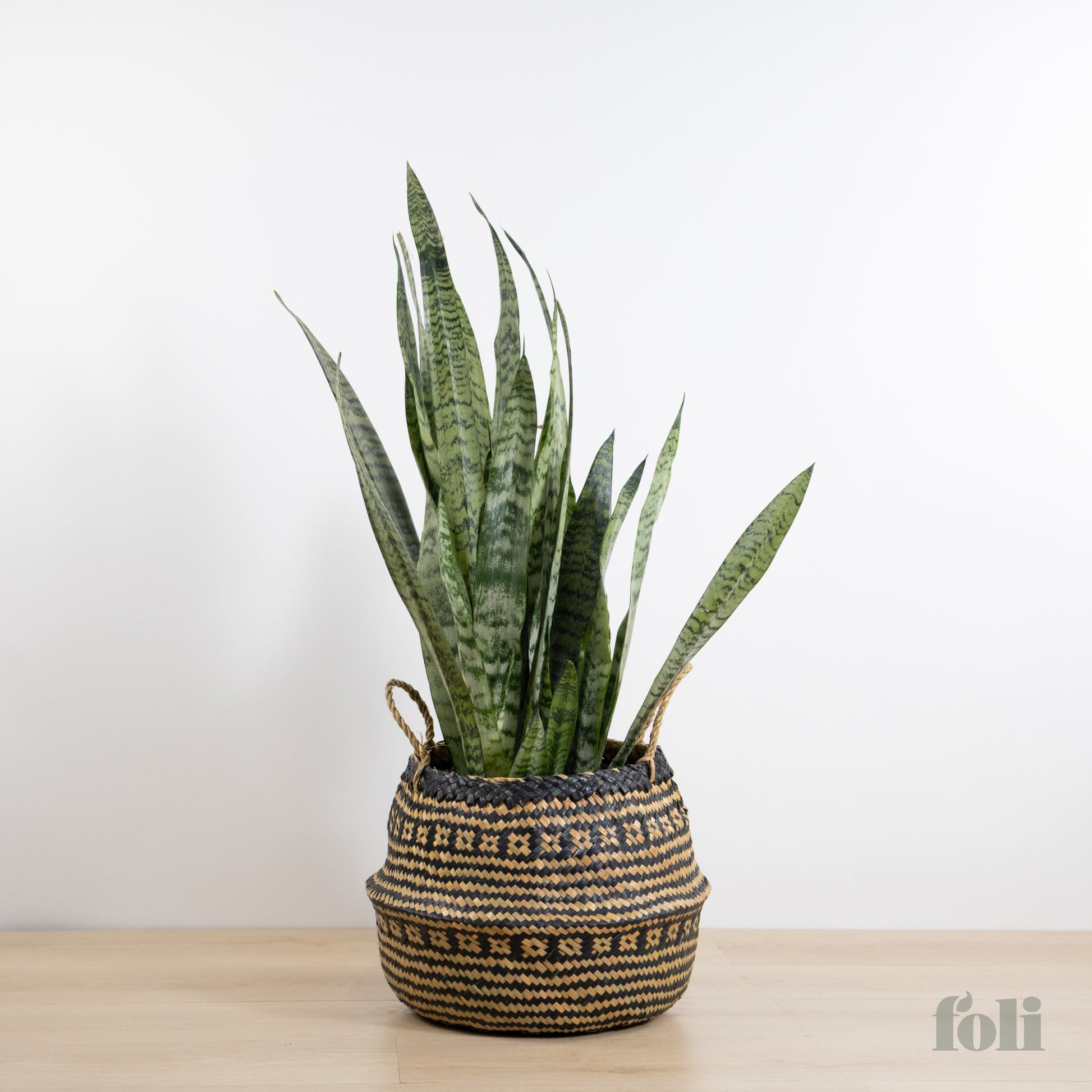 large snake plant Snake Plant – Foli