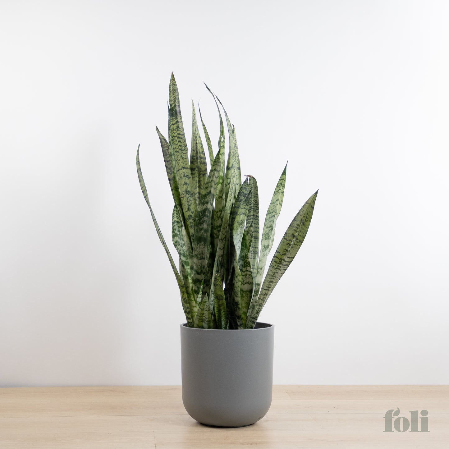 Snake Plant