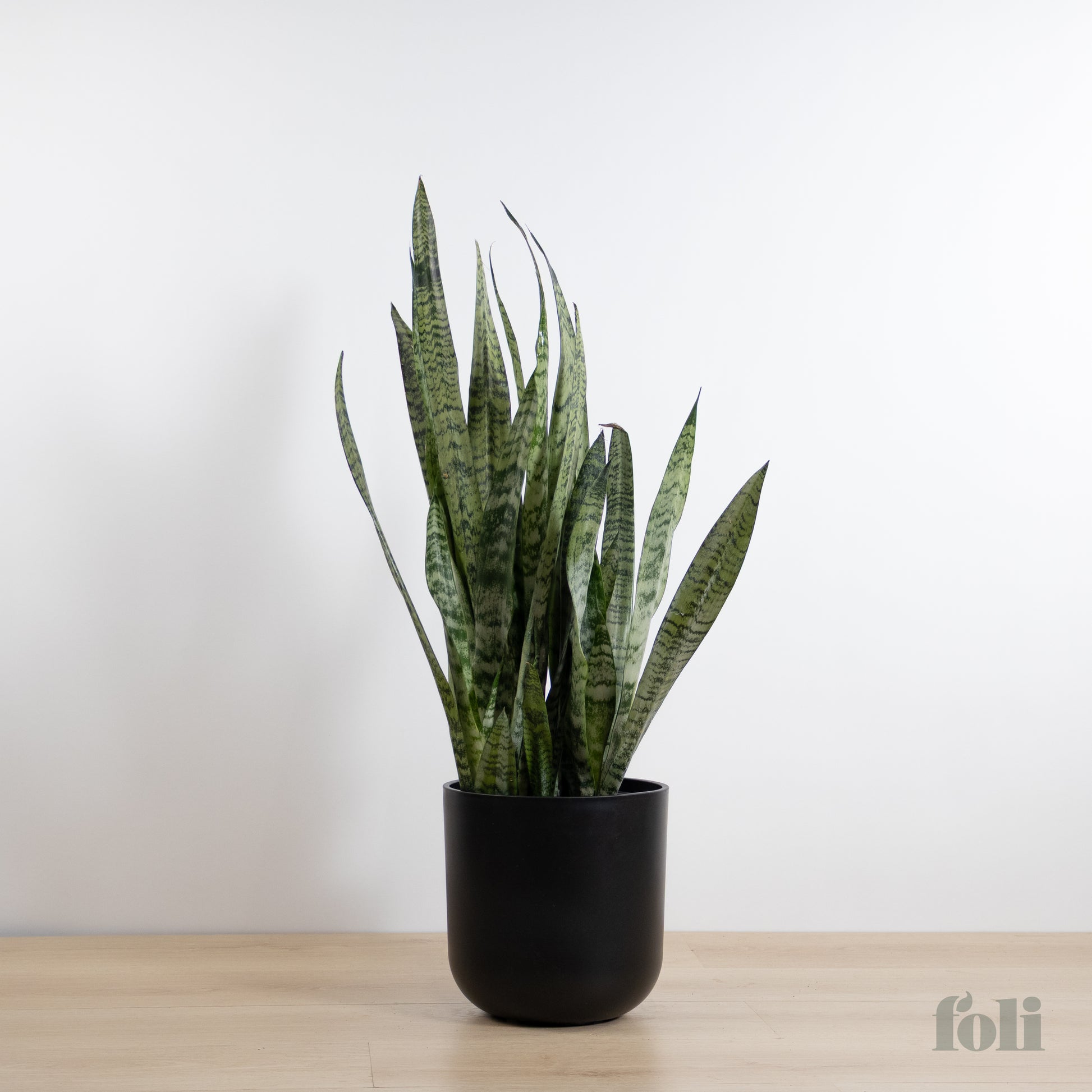 snake plant large Snake Plant – Foli