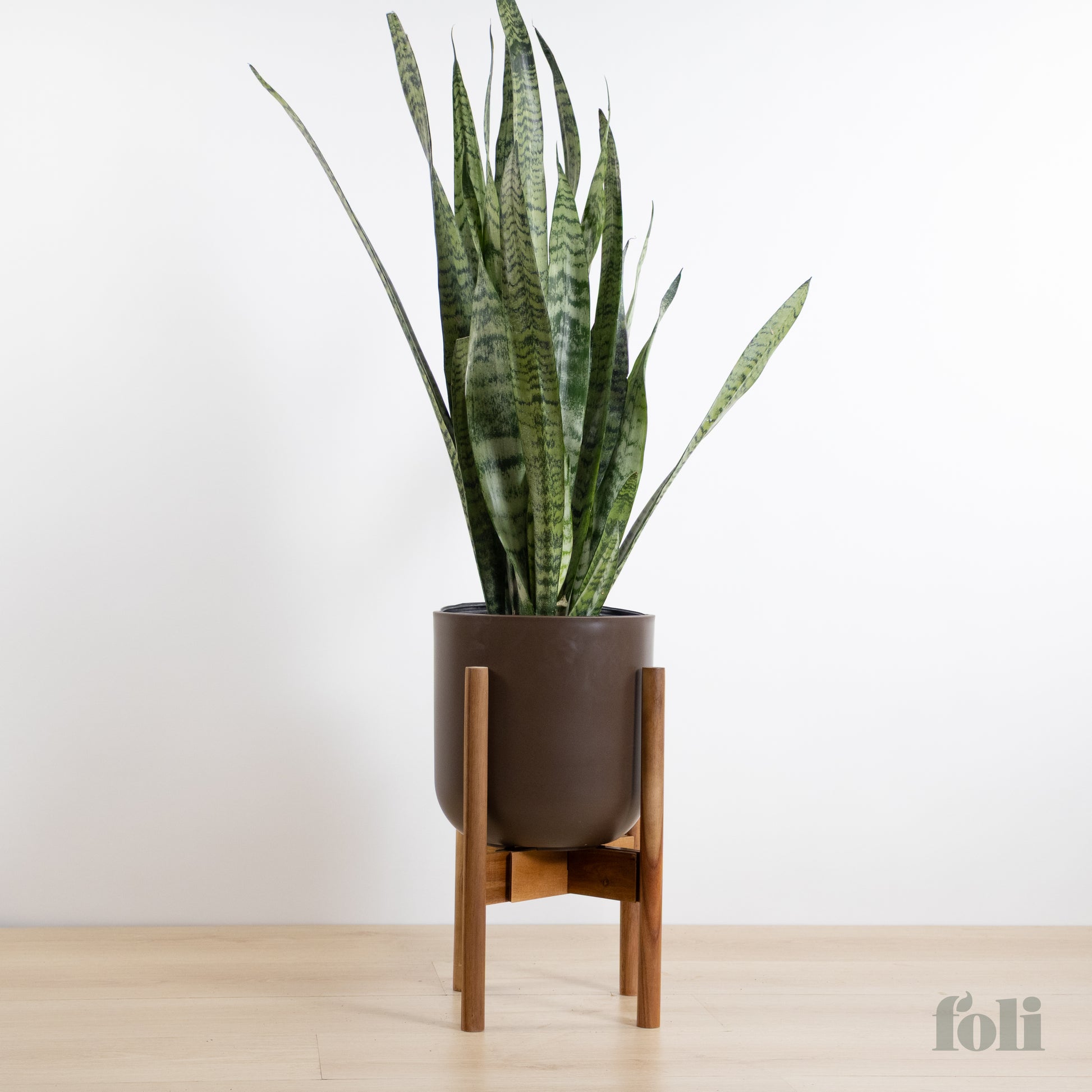 snake plant holder Snake Plant – Foli