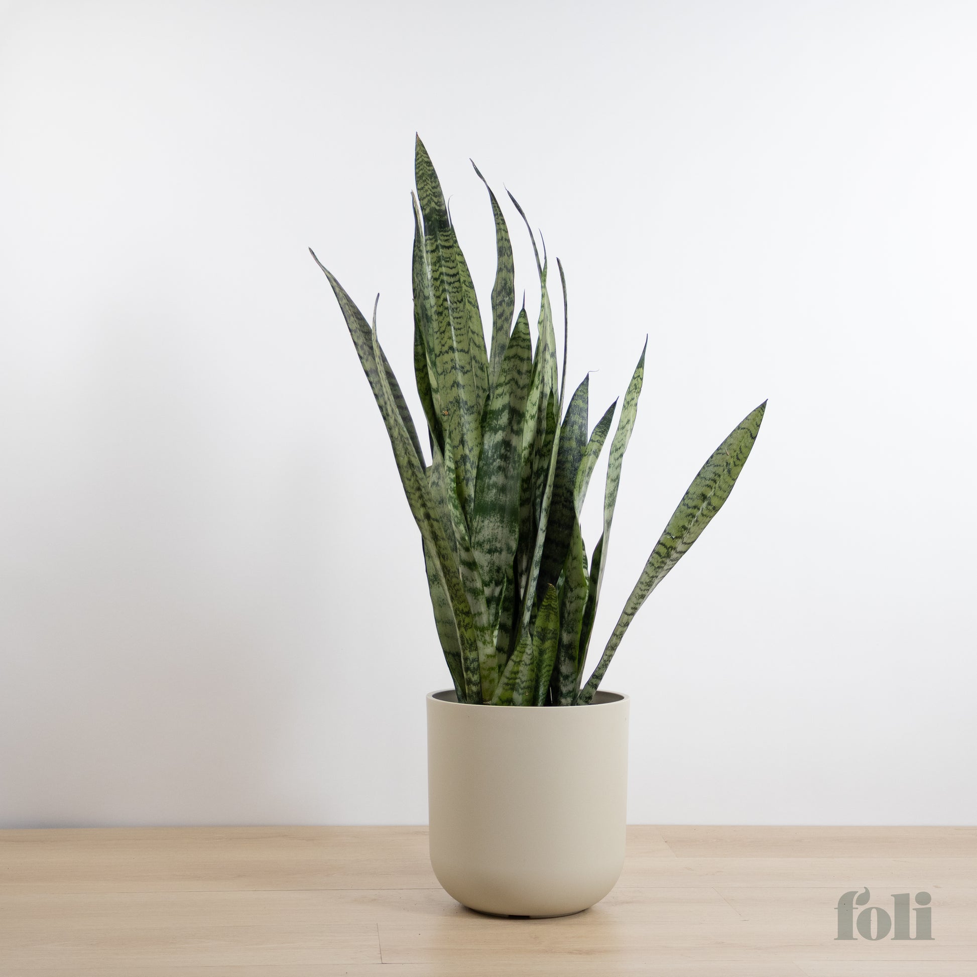 large potted snake plant Snake Plant – Foli
