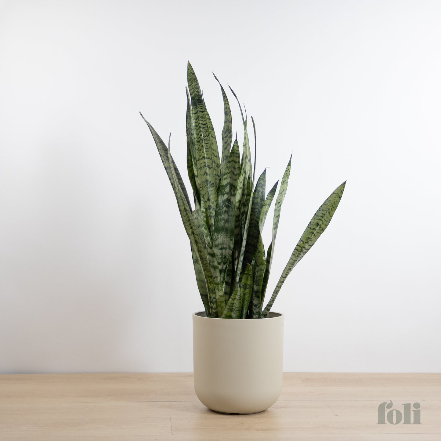 Snake Plant