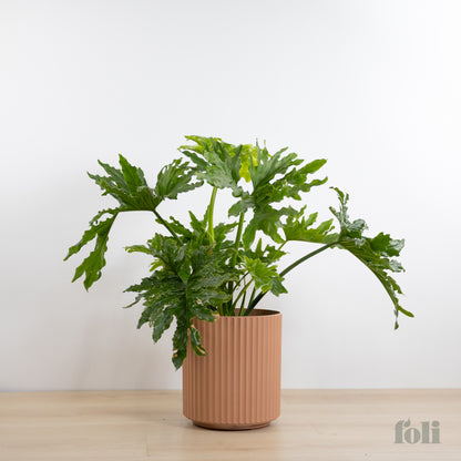Split Leaf Philodendron