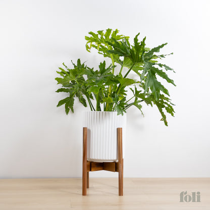 Split Leaf Philodendron