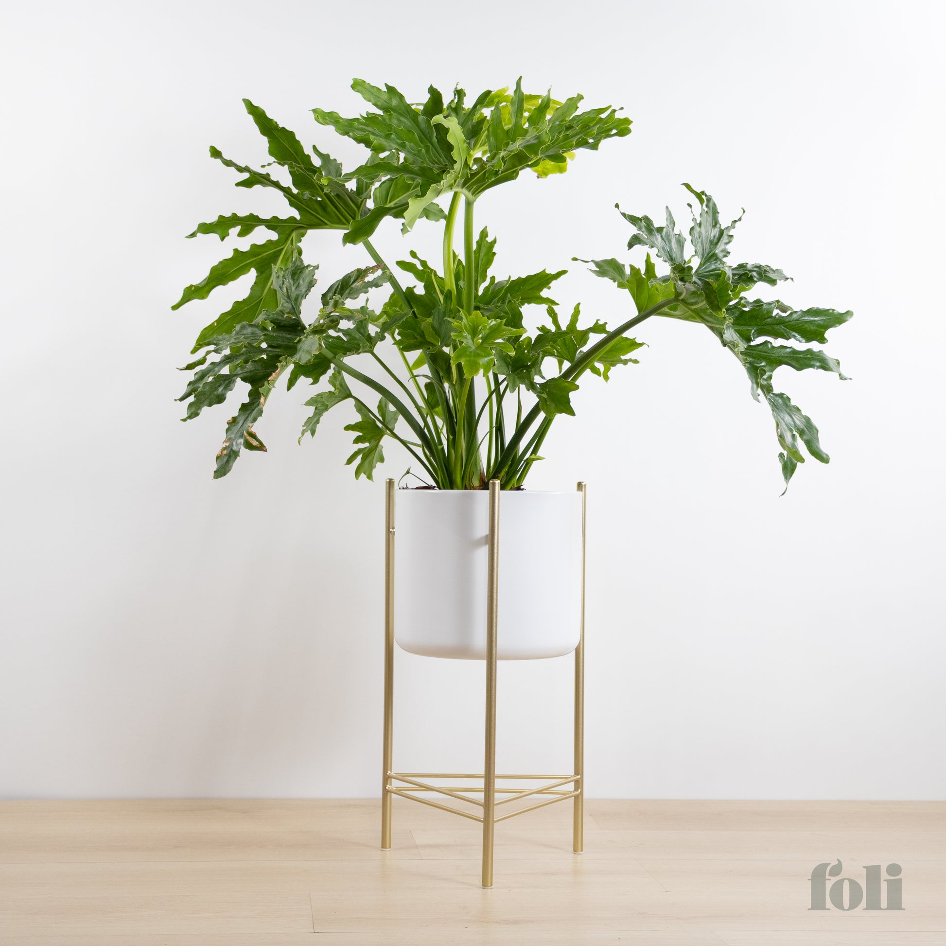 philodendron stand Split Leaf Philodendron – Foli