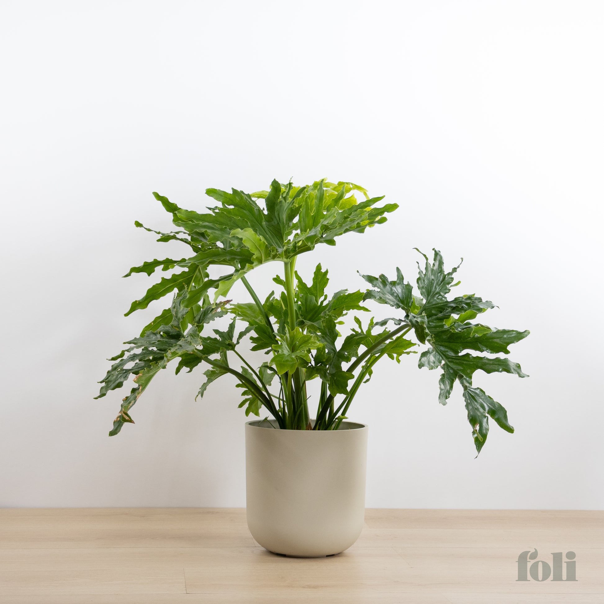 best pot for split leaf philodendron Split Leaf Philodendron – Foli