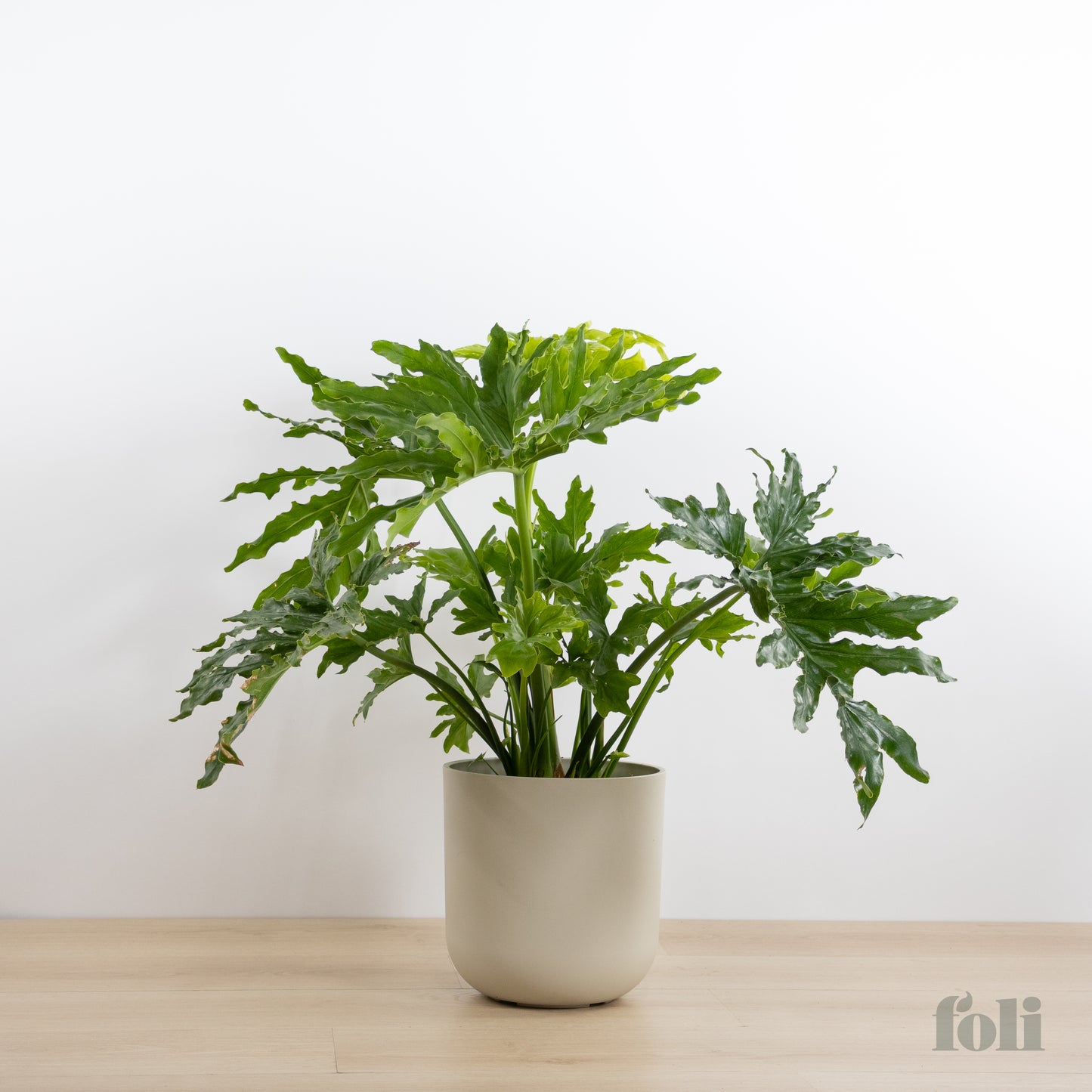 Split Leaf Philodendron