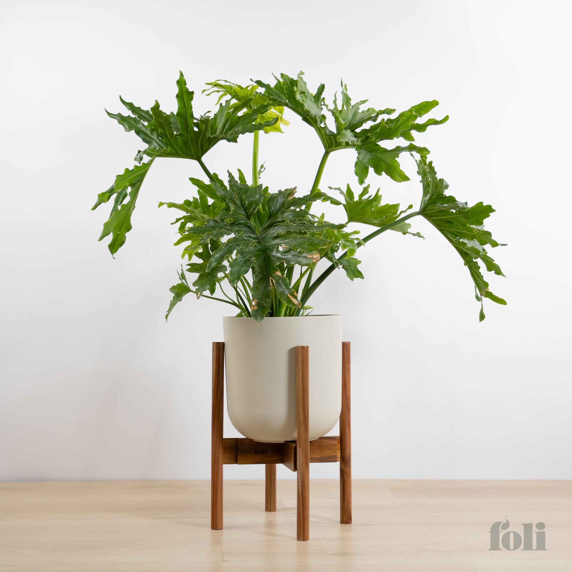 giant split leaf philodendron flower Split Leaf Philodendron – Foli