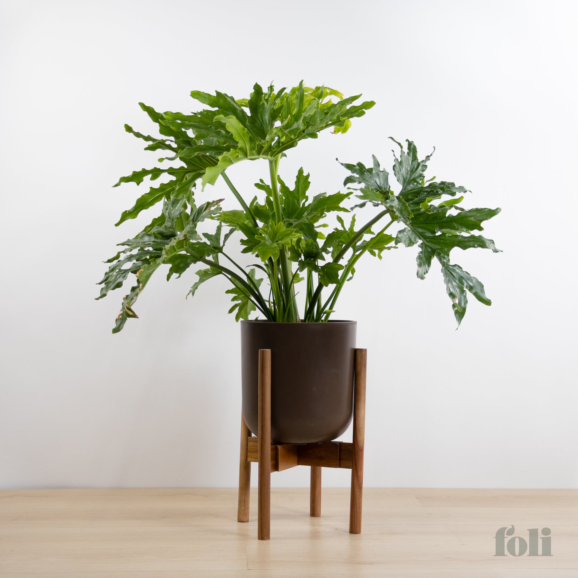 how to get philodendron to grow into wood Split Leaf Philodendron – Foli