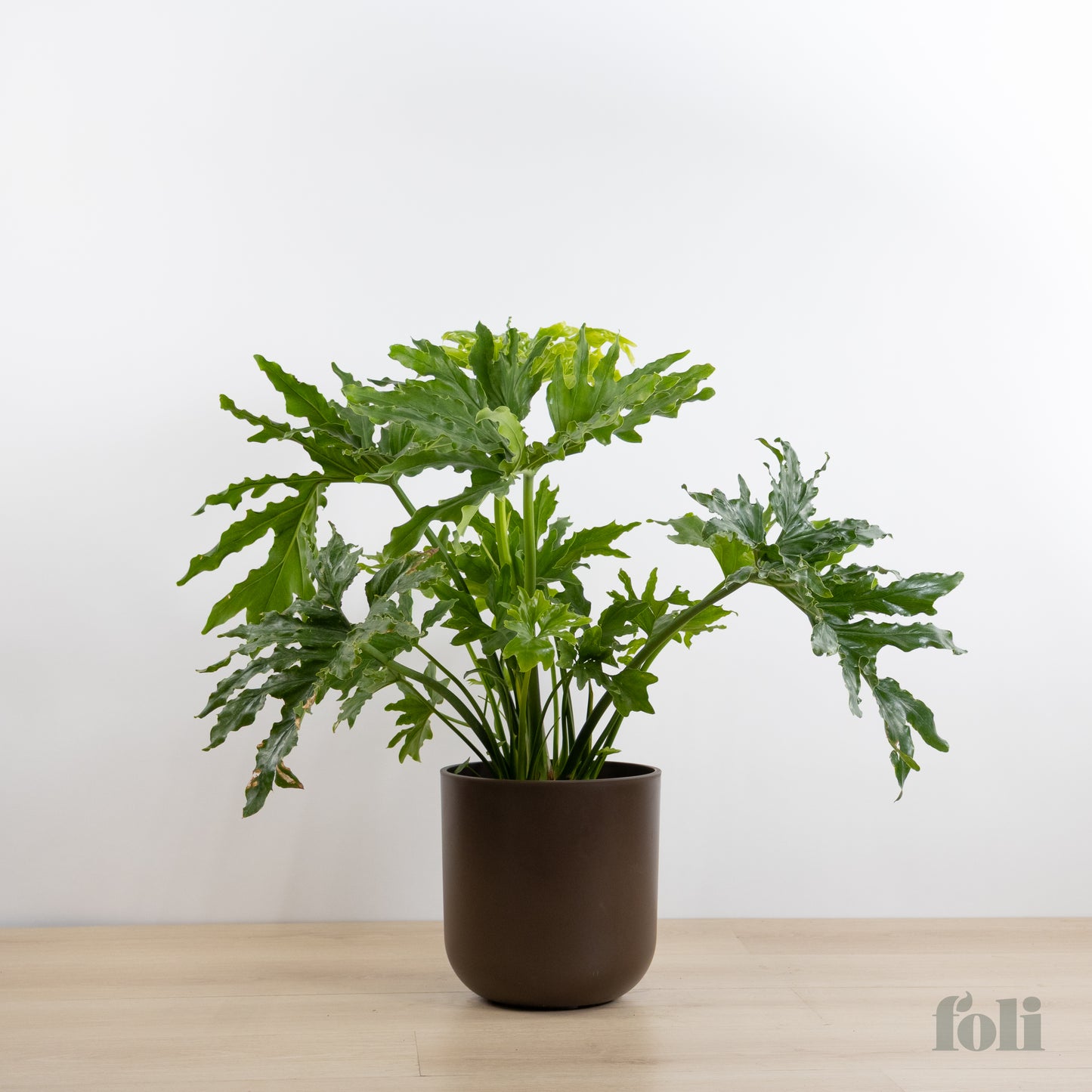 Split Leaf Philodendron