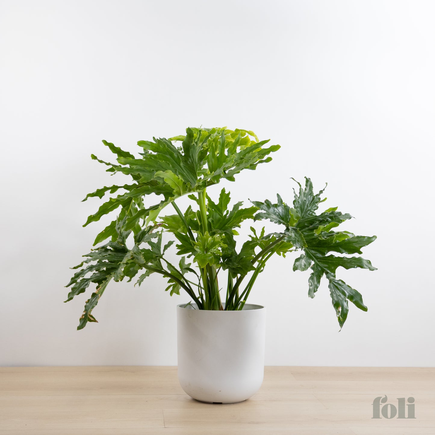 Split Leaf Philodendron