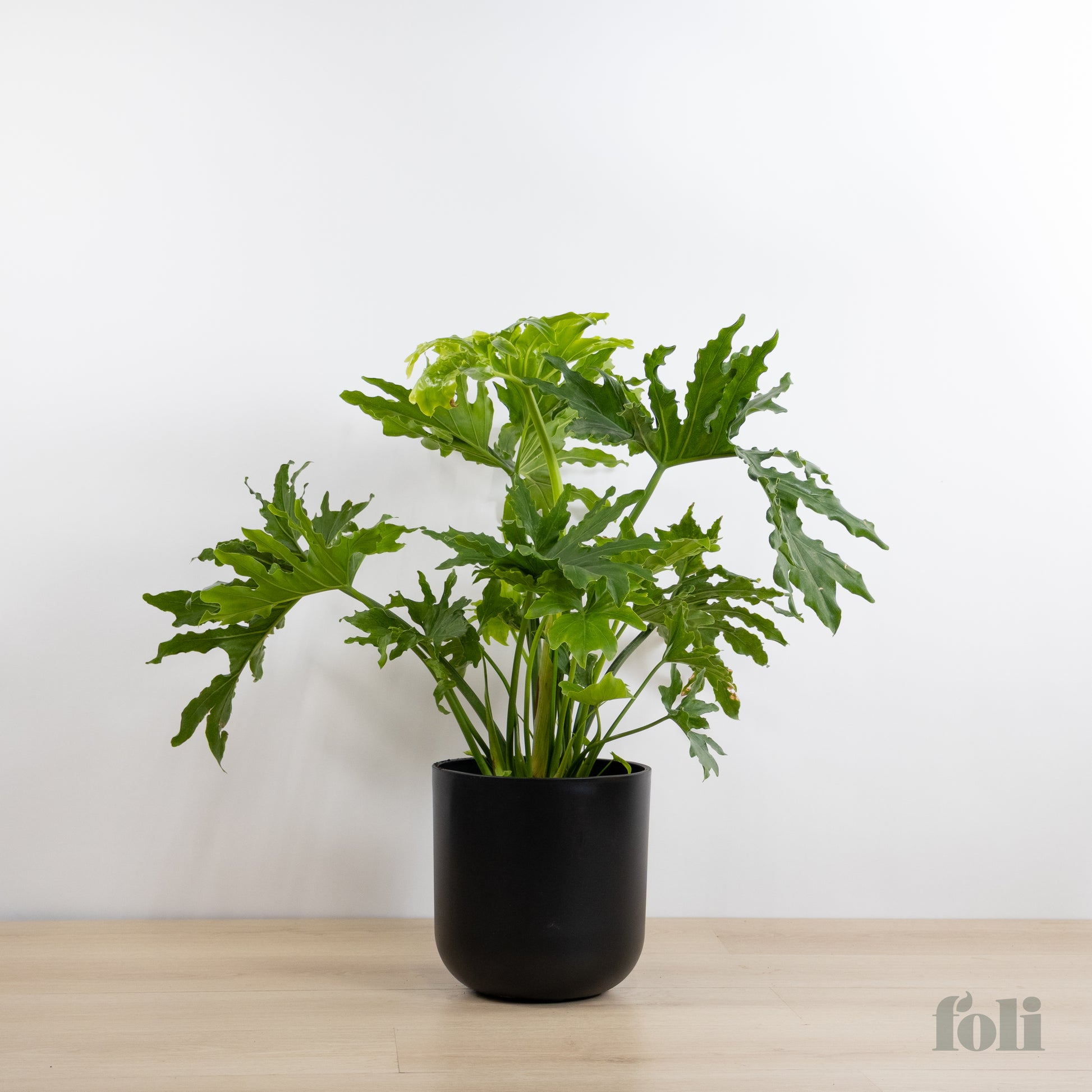 large leaf philodendron silk plant Split Leaf Philodendron – Foli