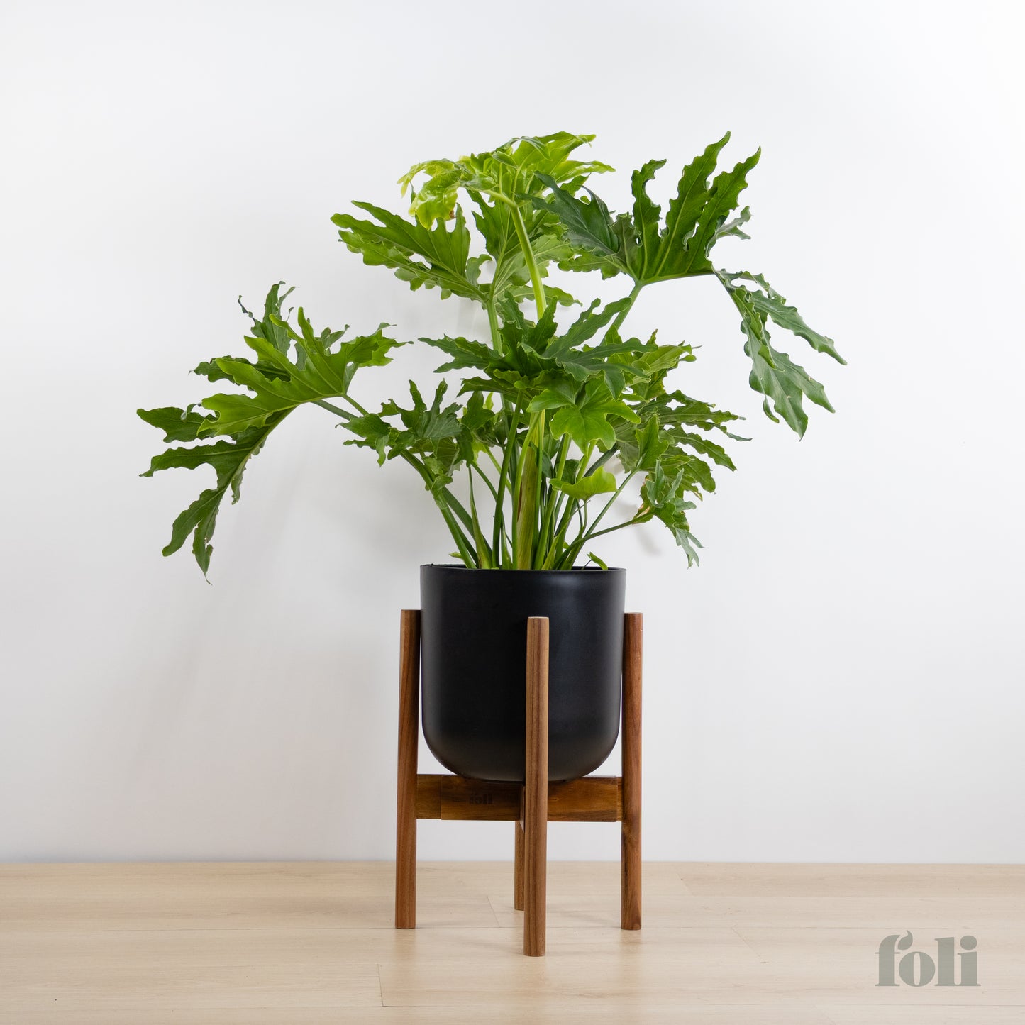 Split Leaf Philodendron
