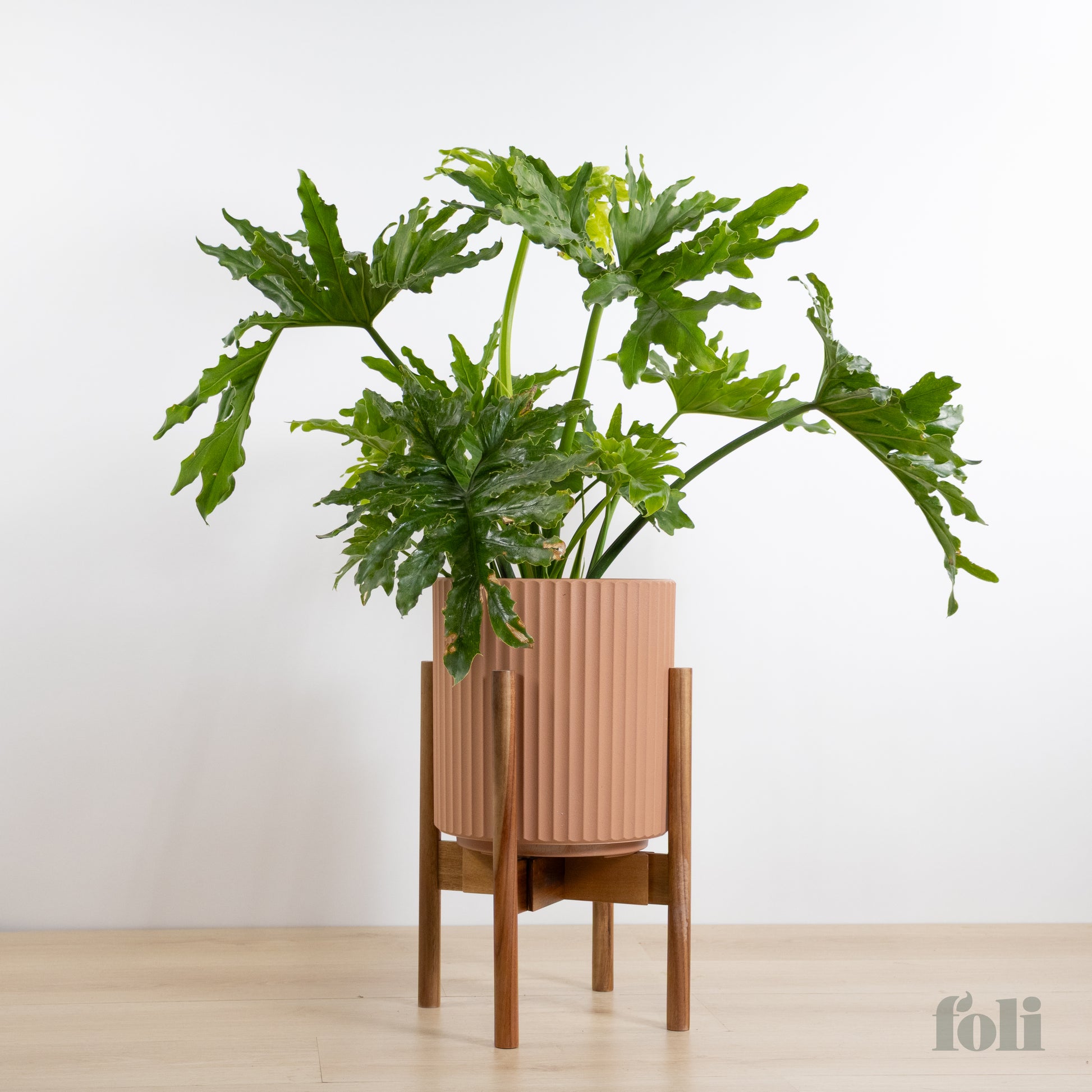 split leaf indoor plant Split Leaf Philodendron – Foli