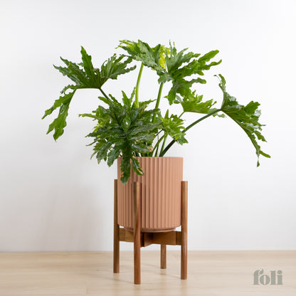 Split Leaf Philodendron