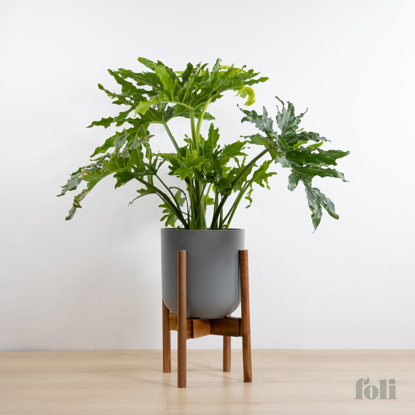Split Leaf Philodendron