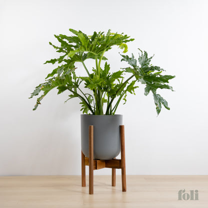 Split Leaf Philodendron