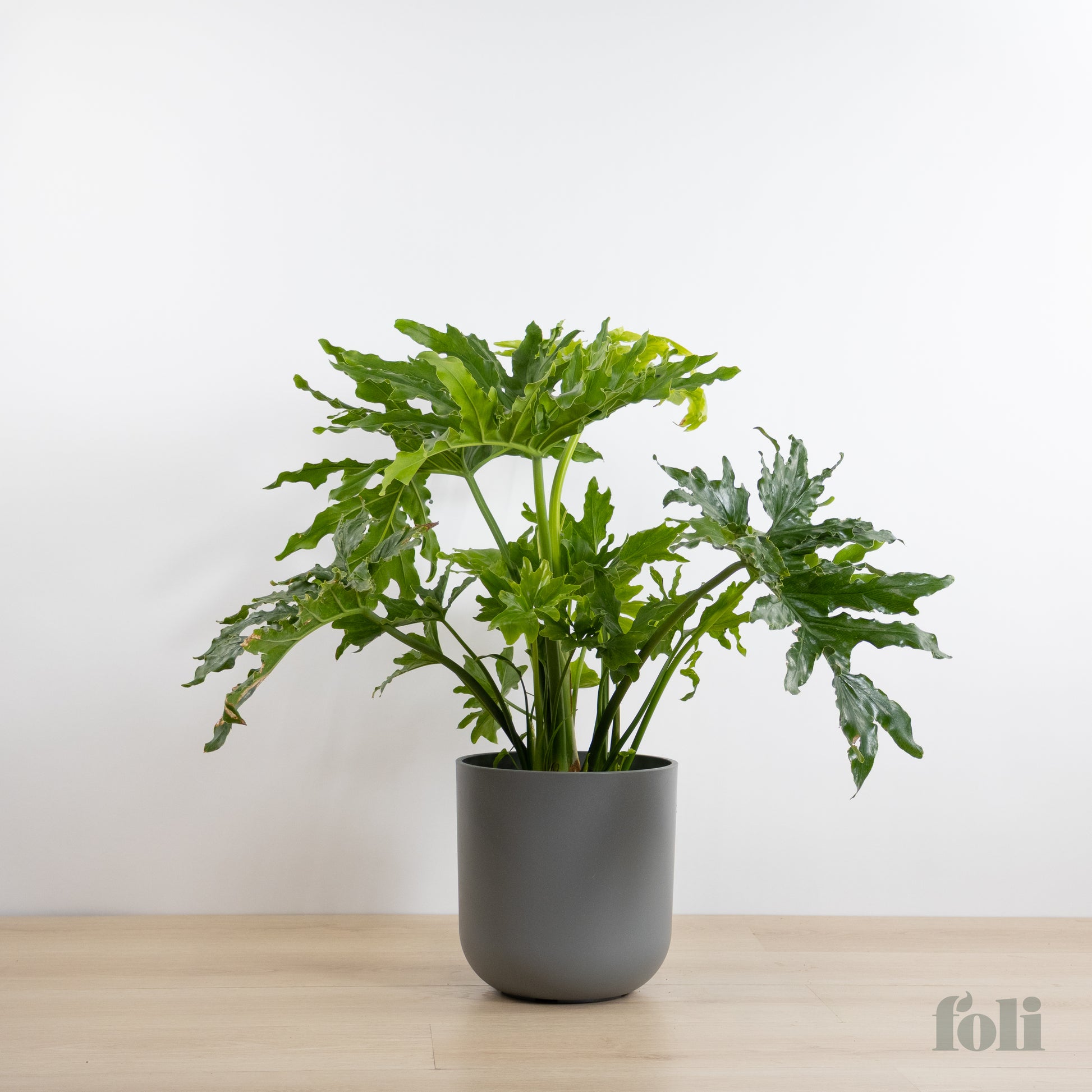 split leaf philodendron wiki Split Leaf Philodendron – Foli