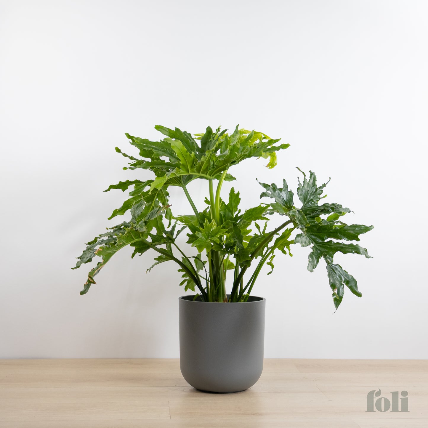 Split Leaf Philodendron