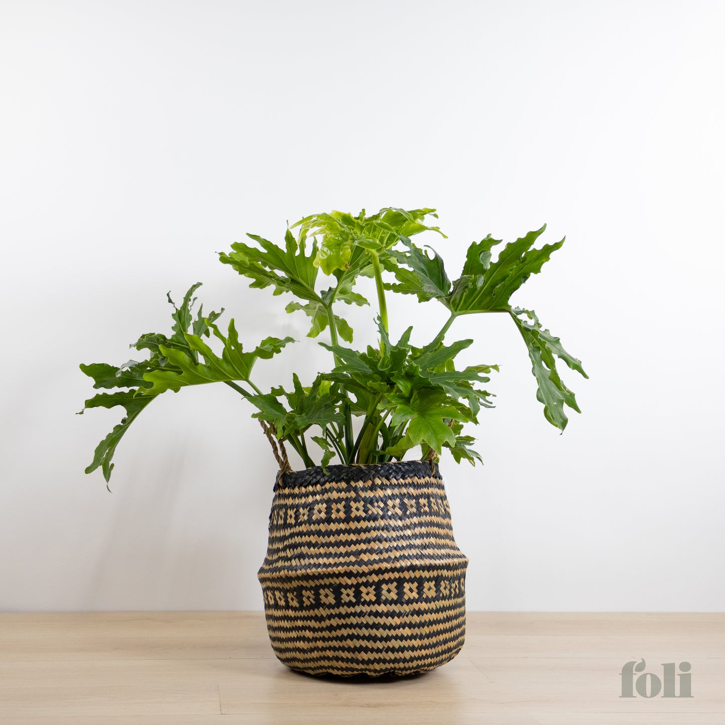 Split Leaf Philodendron