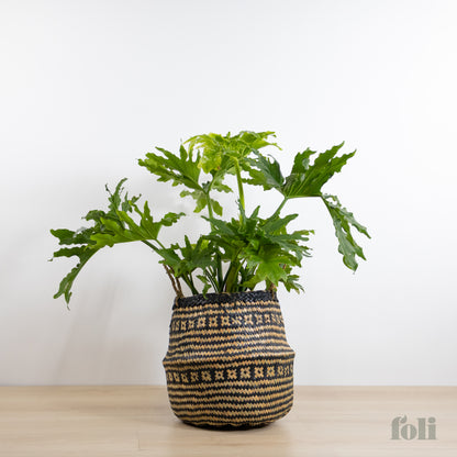 Split Leaf Philodendron