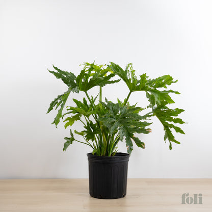 Split Leaf Philodendron