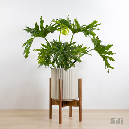 Split Leaf Philodendron