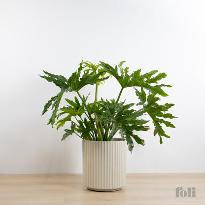 Split Leaf Philodendron