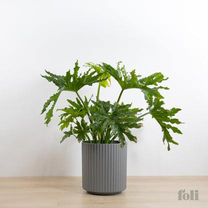 Split Leaf Philodendron