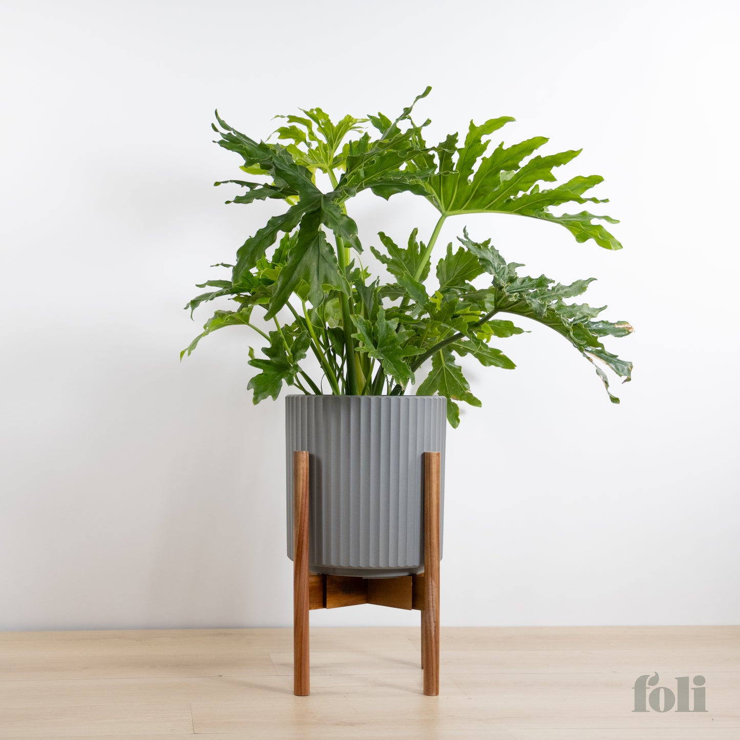Split Leaf Philodendron