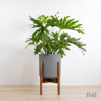 Split Leaf Philodendron