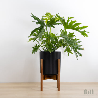 Split Leaf Philodendron