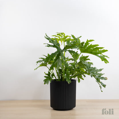 Split Leaf Philodendron