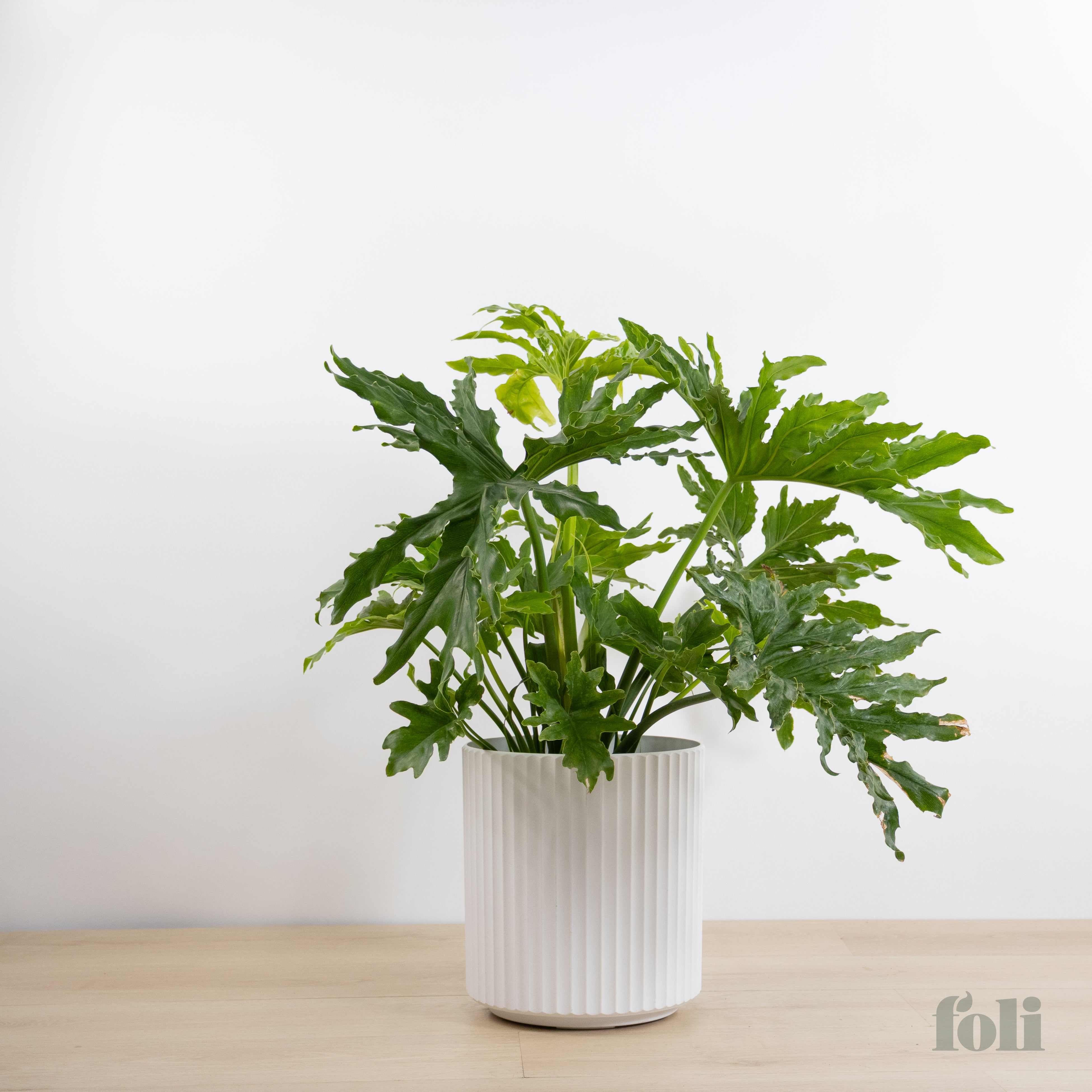 Split Leaf Philodendron – Foli