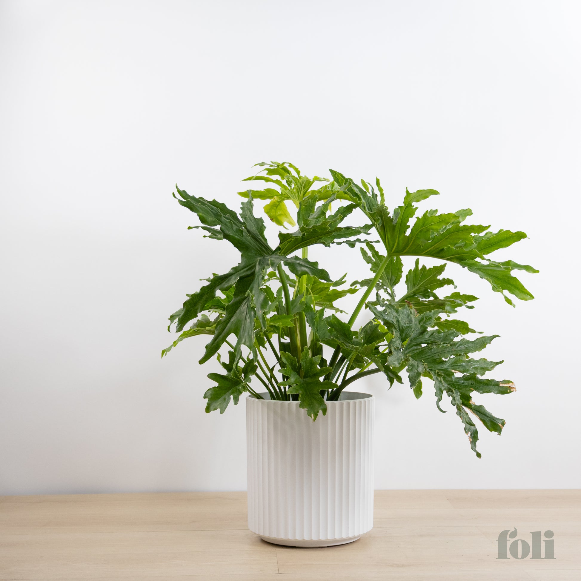 open leaf philodendron Split Leaf Philodendron – Foli