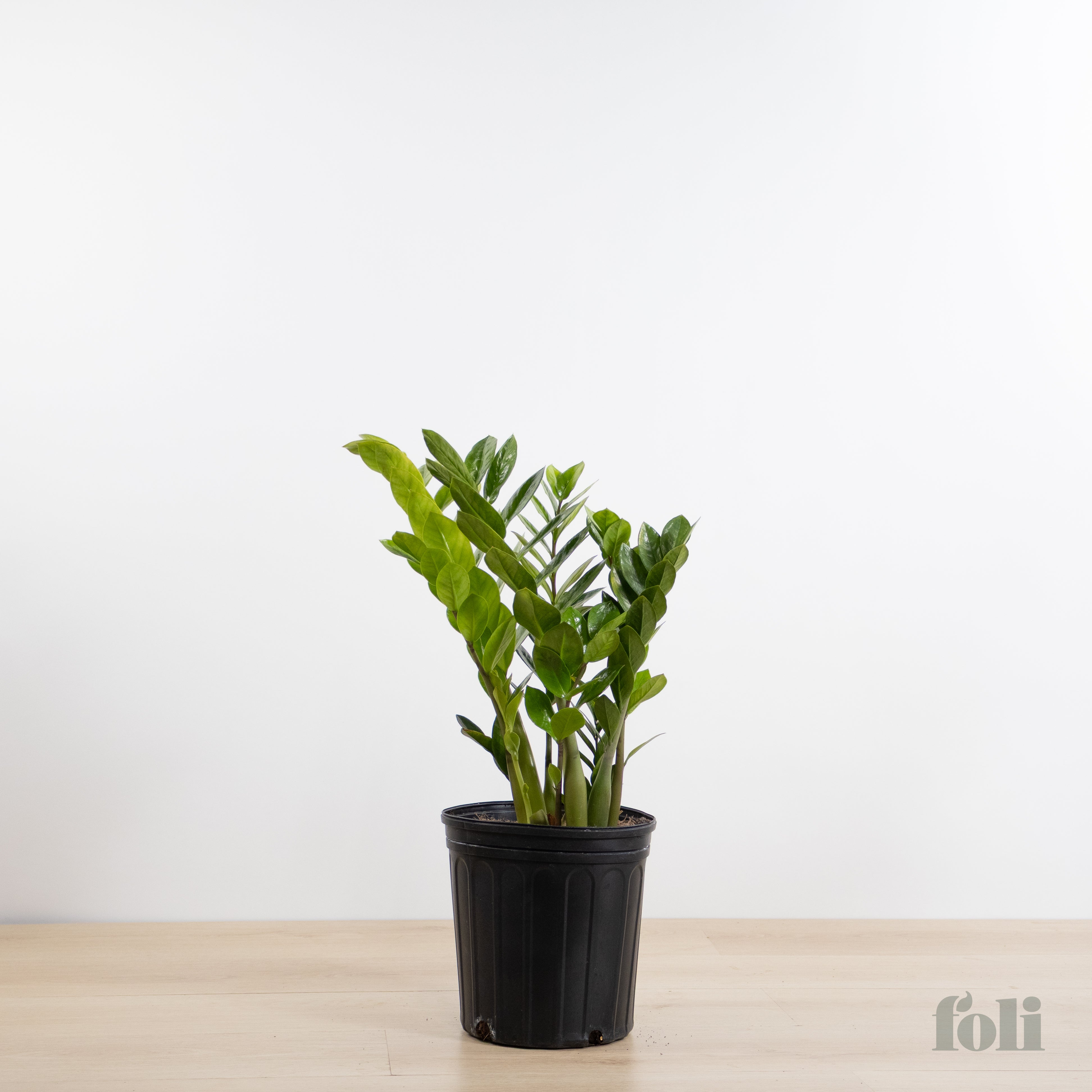 ZZ Plant – Foli