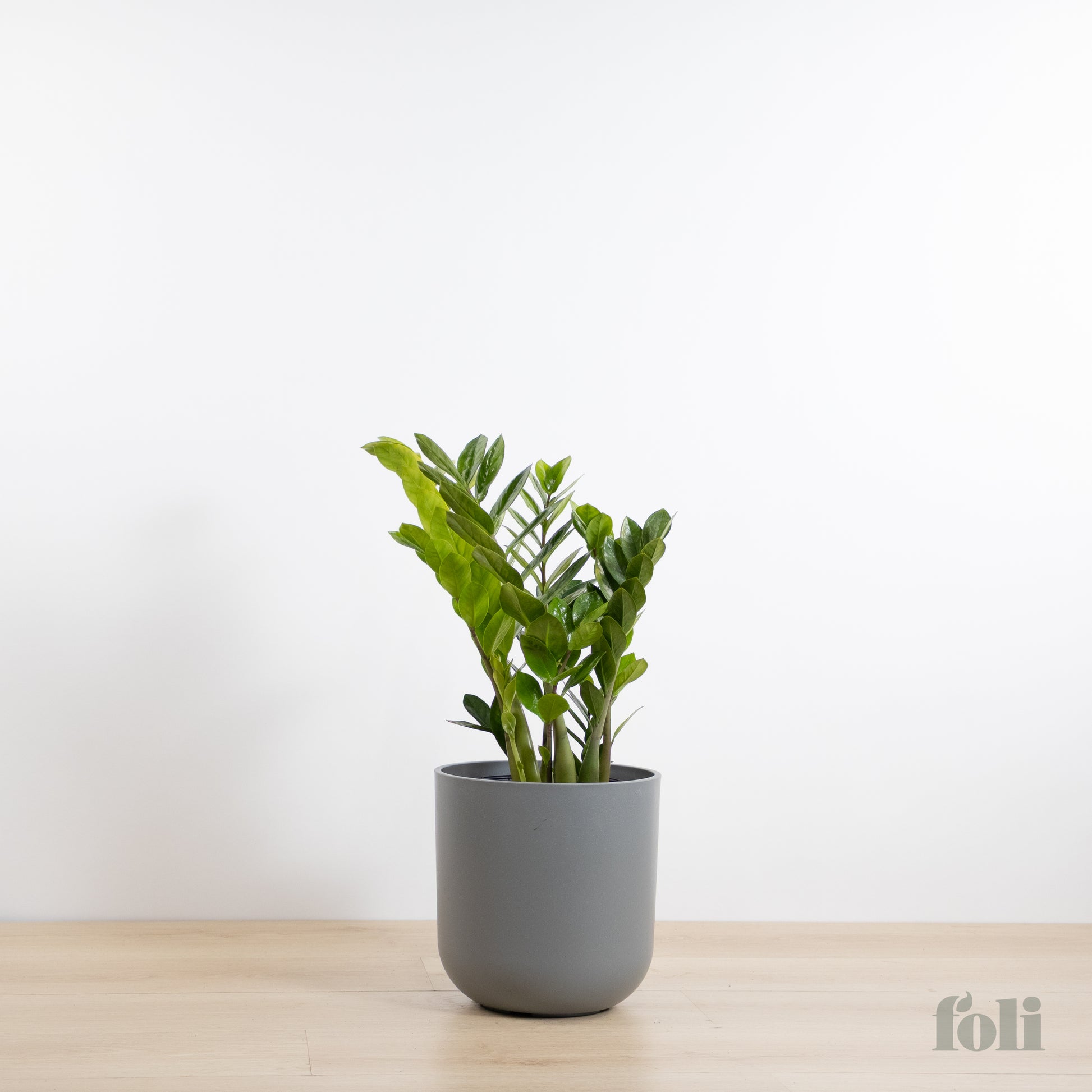 indoor large zz plant ZZ Plant – Foli