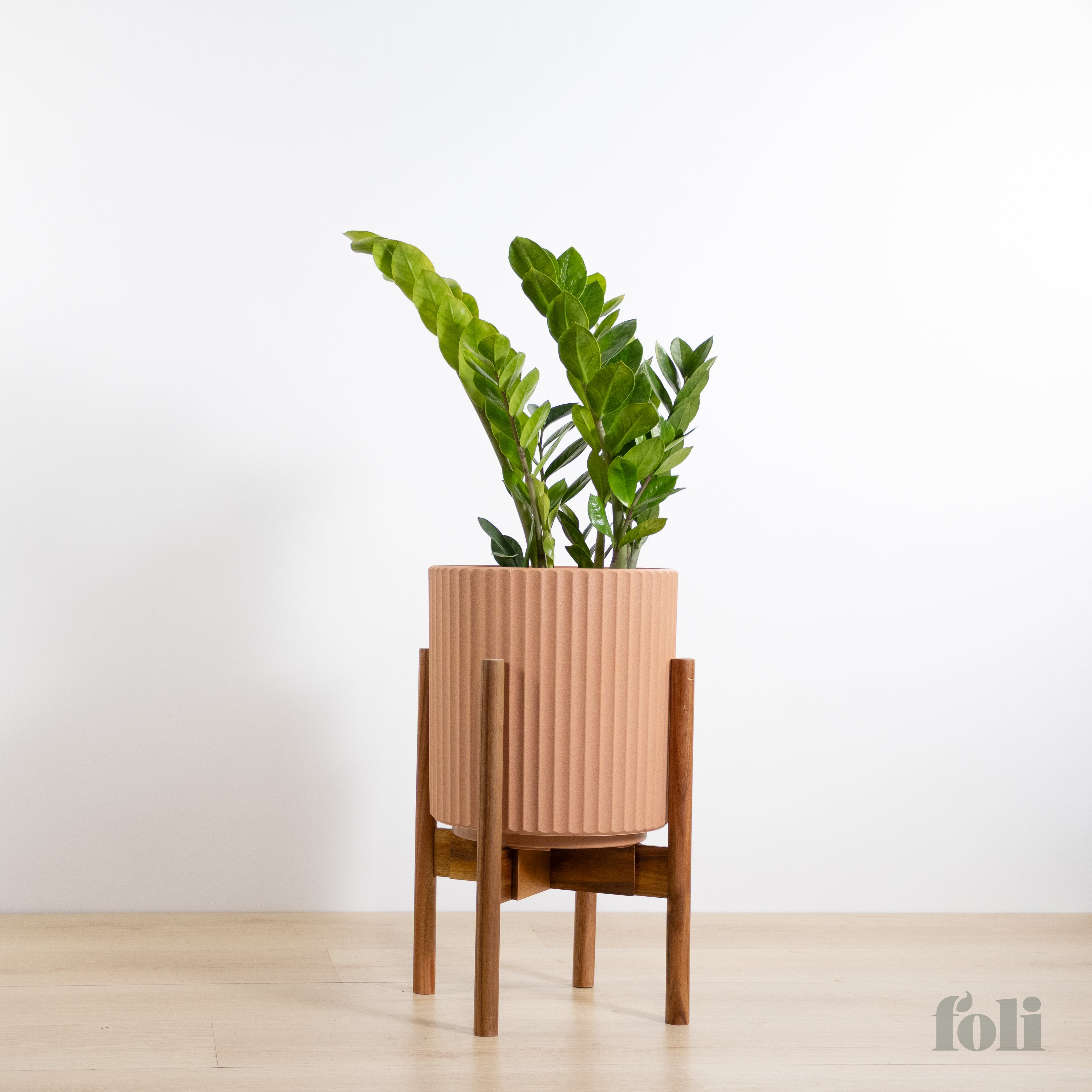 ZZ Plant – Foli