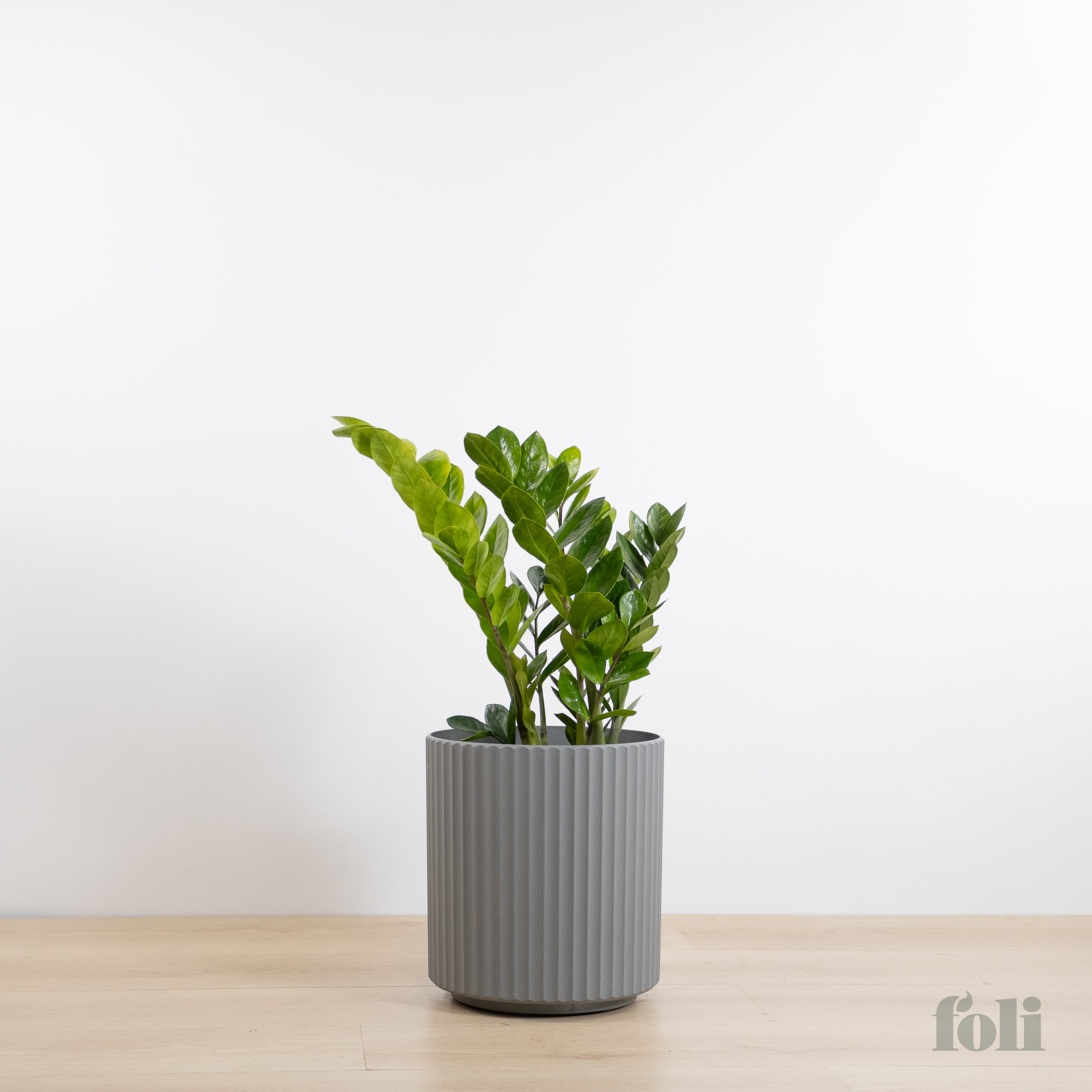 ZZ Plant – Foli