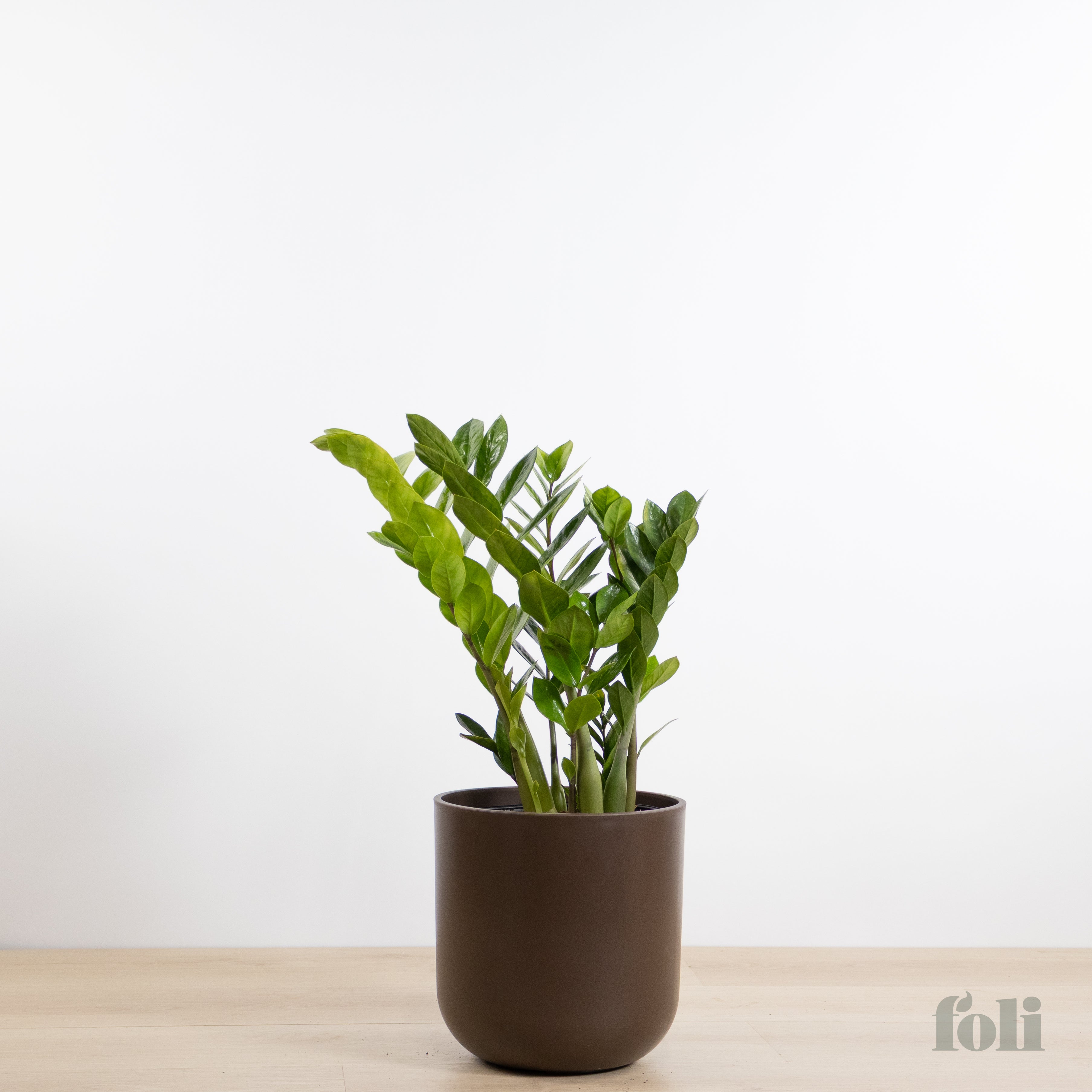 plants mania　THE SIDE UP BOX Mystery Plant Box – Niagara Fresh Market