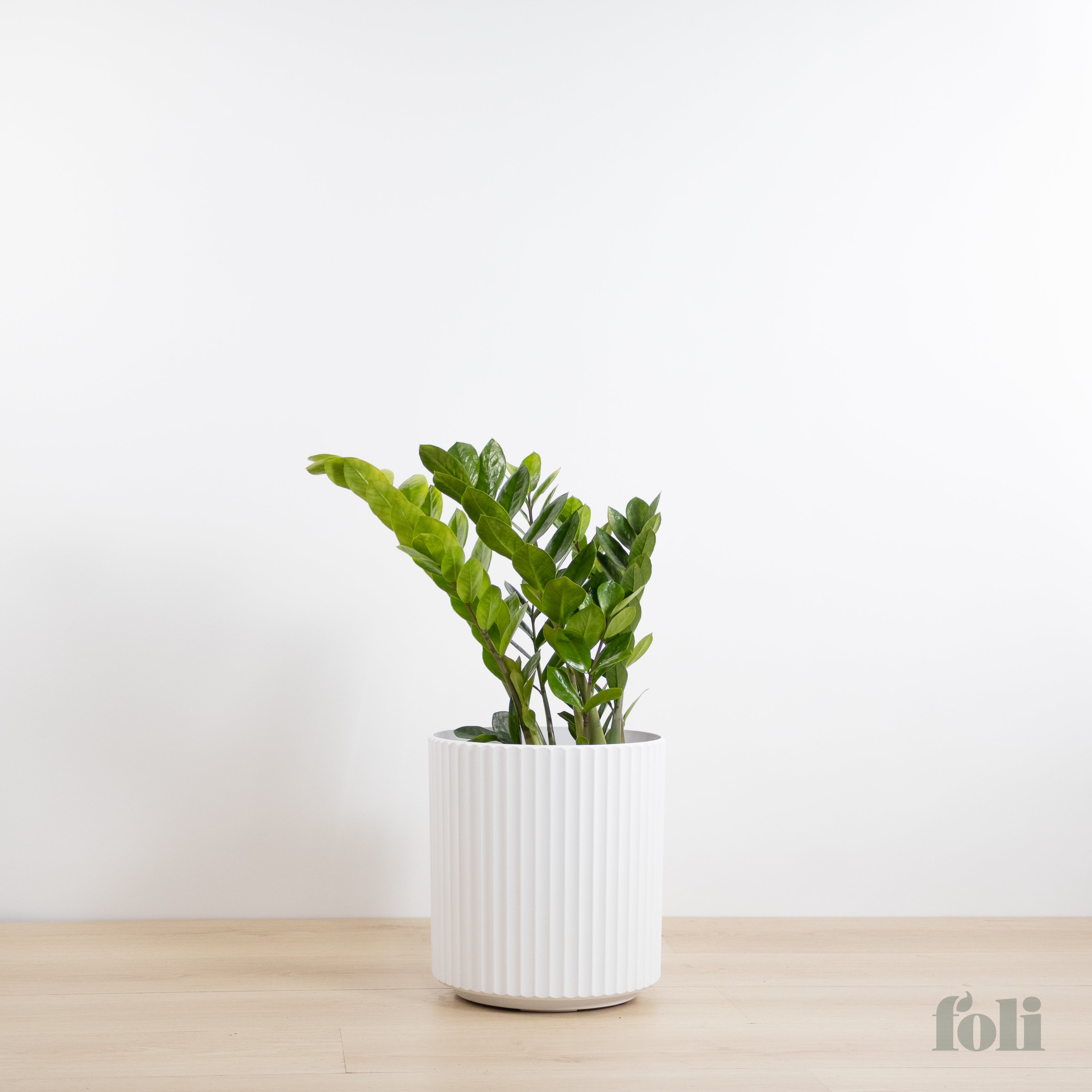 ZZ Plant – Foli