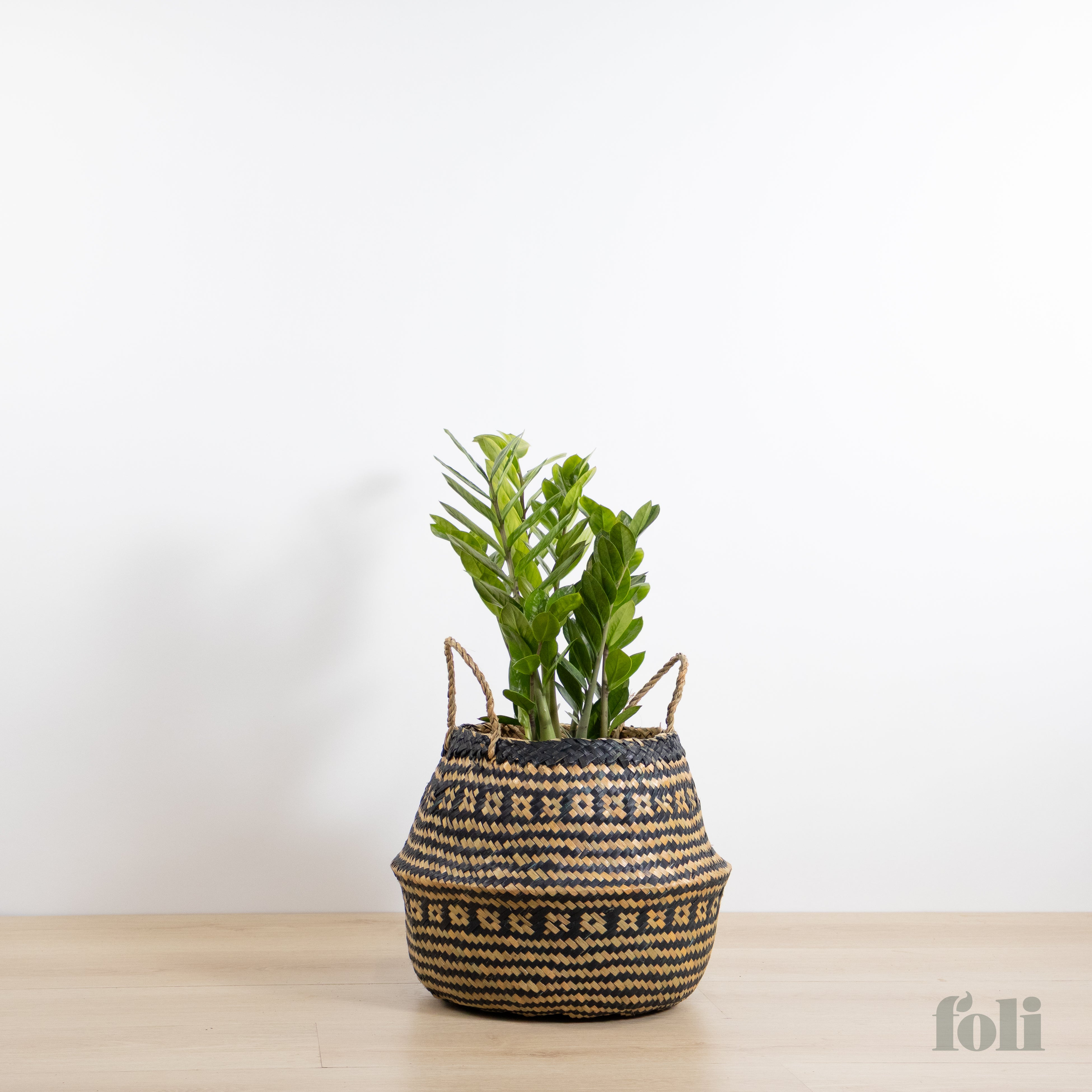 ZZ Plant – Foli