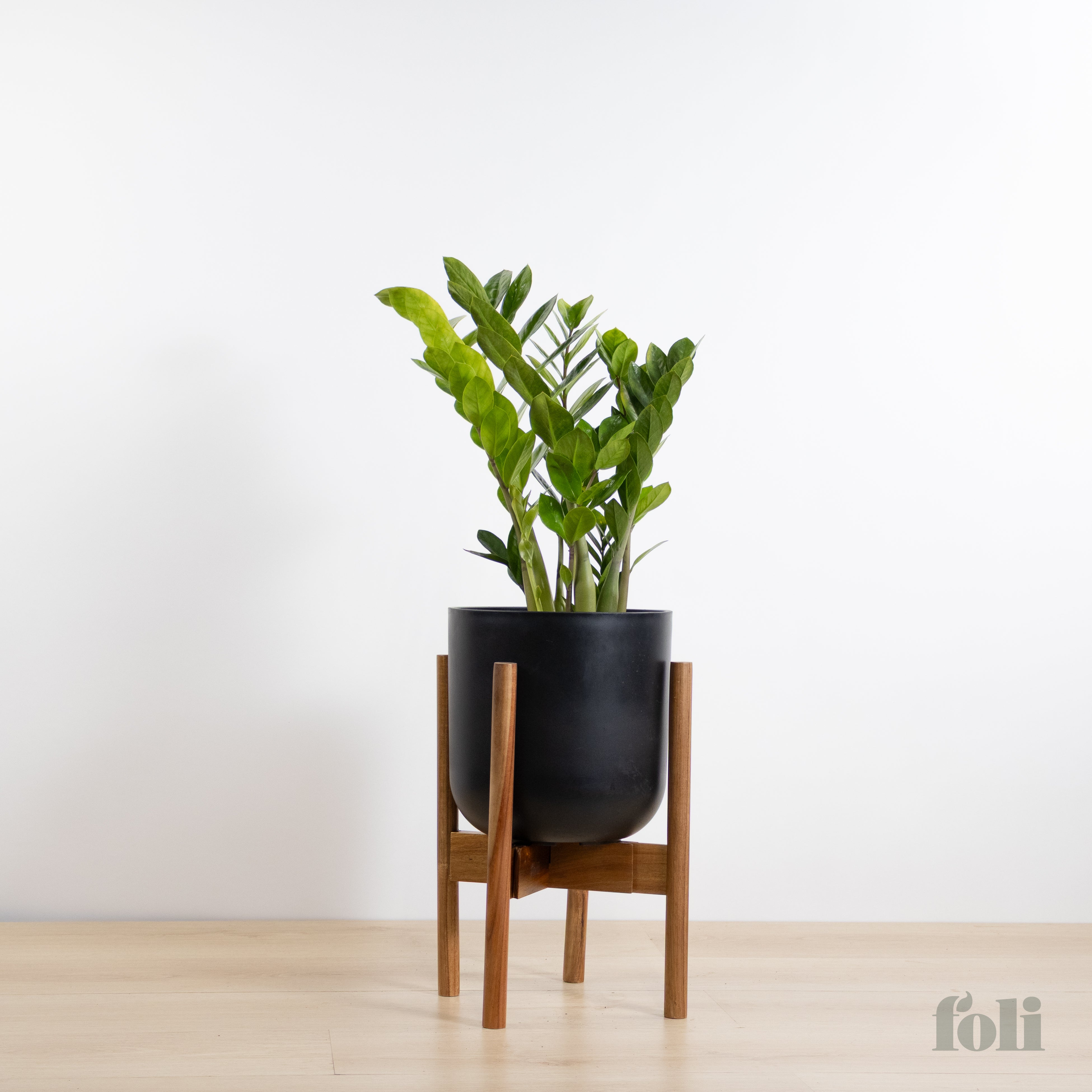 ZZ Plant – Foli