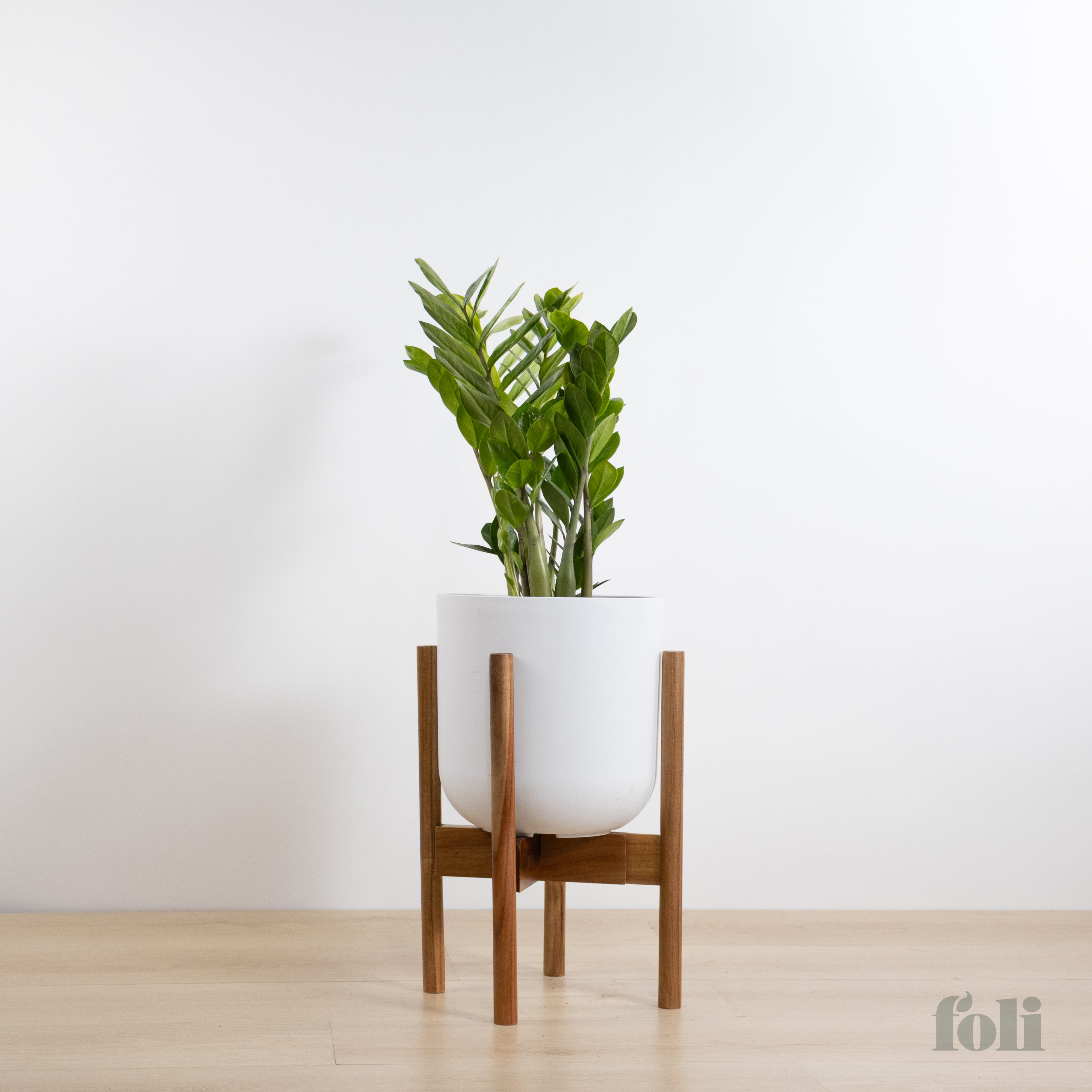 ZZ Plant – Foli