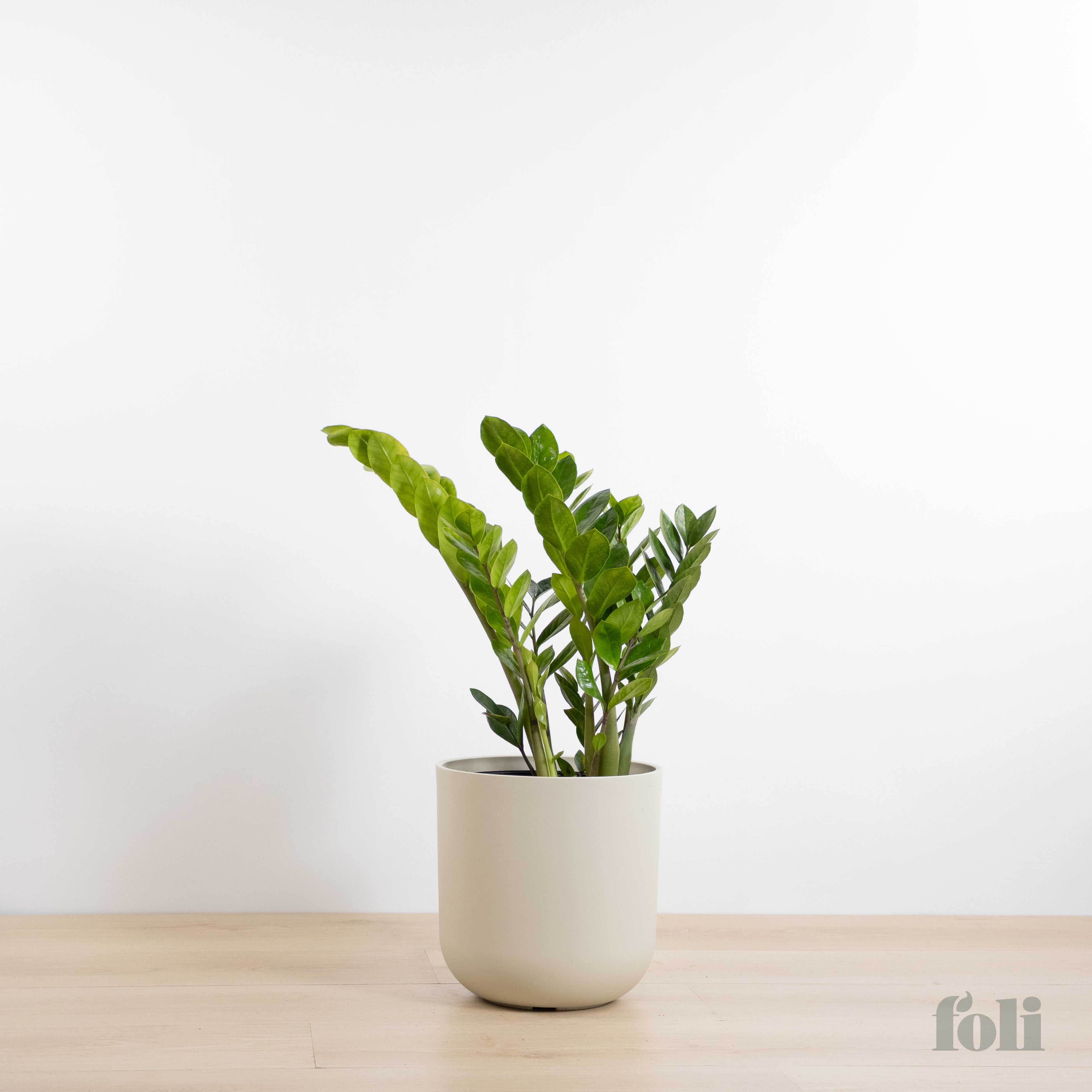 ZZ Plant – Foli