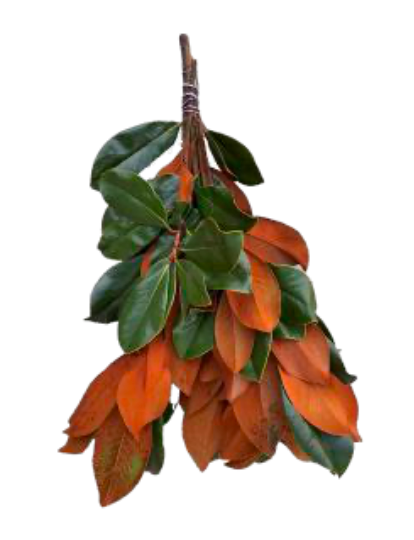 Magnolia Leaves Bunch