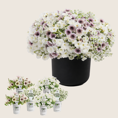 Ready-to-Plant Combo Kit: Maria
