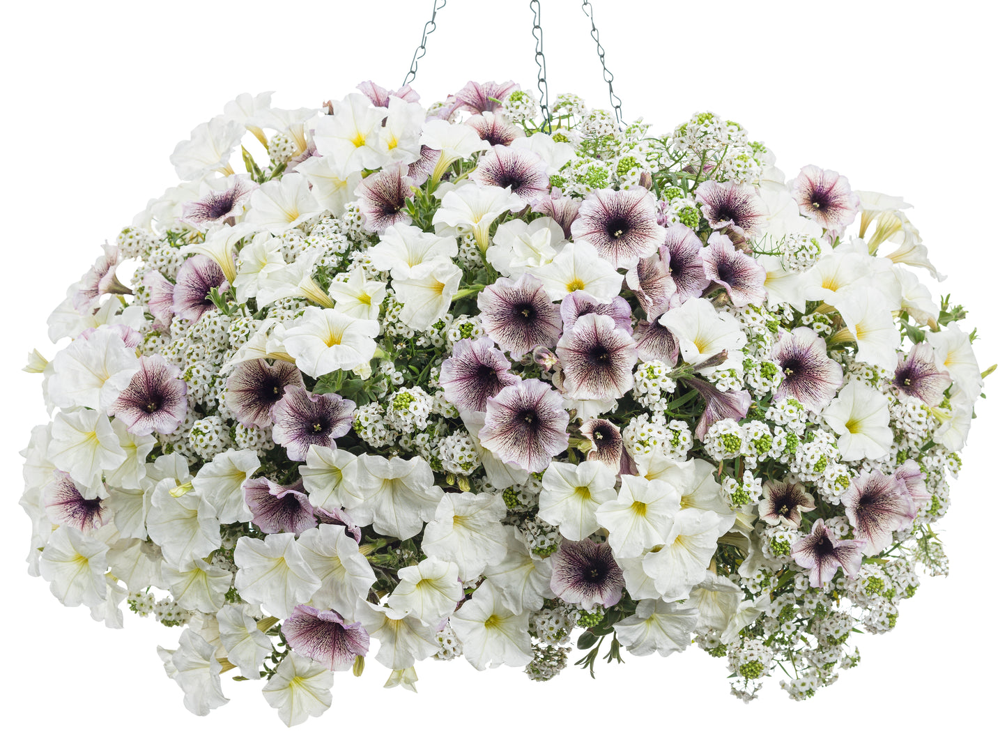 Ready-to-Plant Combo Kit: Maria