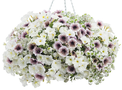 Ready-to-Plant Combo Kit: Maria